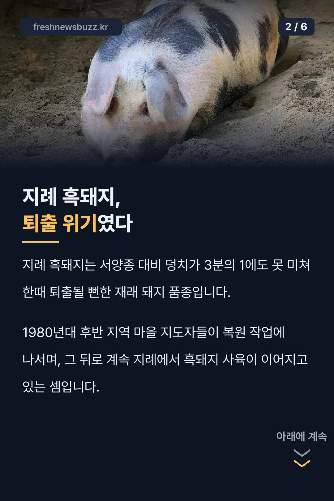 지례 흑돼지 복원 역사